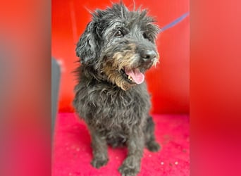 liebenswerte DORKA - 9 Jahre, 38cm/10,5kg - Schnauzer-Mix