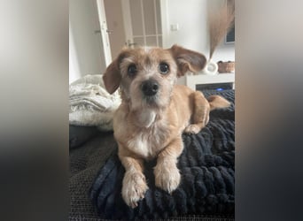 Lala sucht ein ruhiges Zuhause