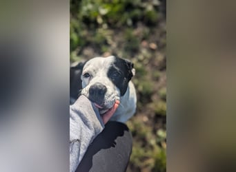 Amara sucht geduldiges Traumzuhause