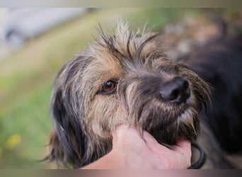 LUNA - das sanfte, kleine Hundemädchen sucht ein ruhiges, liebevolles Zuhause