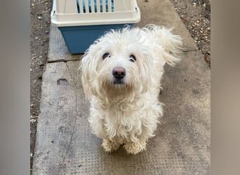 Daisy **Reserviert***