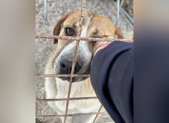 Notfell-Hündin ♥Honey♥ sucht dringend ihre emphatische PS/ES