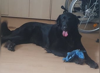 Trulla ist einfach traumhaft