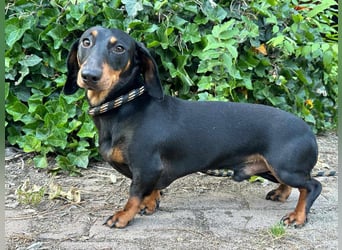 Gerry, geboren 02.09.2023, 24cm sucht sein Körbchen