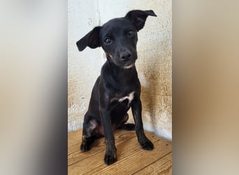 Pippa, muss dringend aus dem Tierheim raus