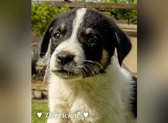 Derrick sucht ab Ende Juni ein liebevolles Zuhause