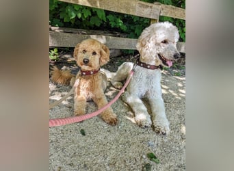 Goldendoodle medium mit Papieren und Ahnentafel