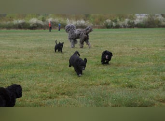 Doodle Bergamasker Barbet Mix Bergamasco Franz. Wasserhund Bergadoodle für Allergiker nicht haarend