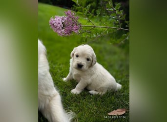Golden Retriever Welpen