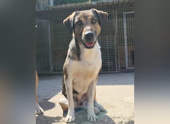 ROBI❤️zauberhafter, lieber Hundejunge, zurückhaltend und sozial
