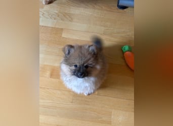 Reinrassige Pomeranian (Zwergspitz) Teddy-Hündin ab sofort abzugeben