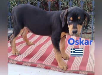 Oskar, 01/25 - Schlappohr sucht Wirkungskreis