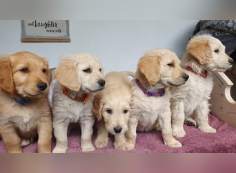 Goldendoodle - Welpen [Double-Doodle]