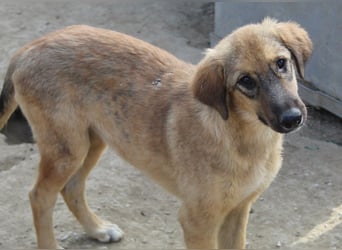 Sophia, geb. ca. 03/2024, lebt in GRIECHENLAND, im städt. Tierheim Serres