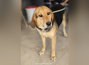 Lara sucht ein tolles Zuhause!