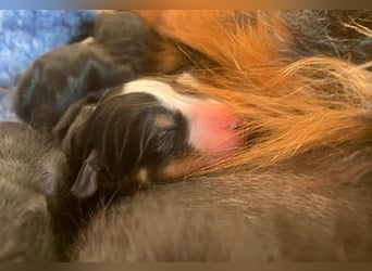 Wunderschöne Swissydog-Welpen mit Papieren - THERAPIEBEGLEITHUNDGEEIGNET