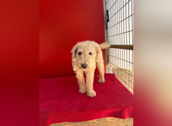 Billy, Puli-Mix, Rüde, geb. am 01.09.2017, 40 cm, 14 kg