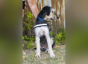 Boomer-SI, junger Hund sucht aktive Familie