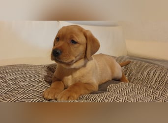 Labrador Welpen Hündinnen / Rüde in Fox- red - USA Line