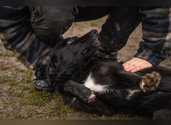 ANGIE – Ein Rohdiamant auf vier Pfoten wartet auf ihren Platz im Leben