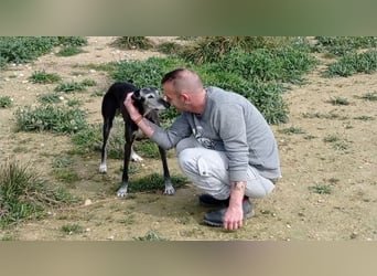 Bezaubernde, sanfte MORA-stets freundlich,aufgeschlossen,hat viel Liebe zu geben, sucht ihre Familie