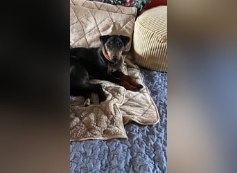 Leyla aktiver Jagdterrier Mischling Hündin sucht Zuhause für immmer