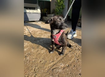 Pebbles - unsere kleine Wirbelmaus