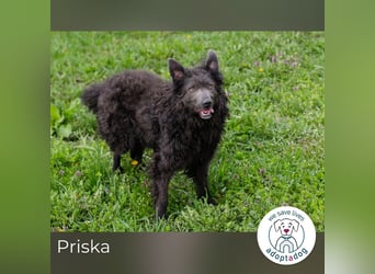 Priska: Für Menschen mit Herz und Hundeverstand