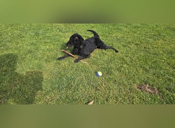 Mogli Pudelmix auf Pflegestelle 59399 Olfen
