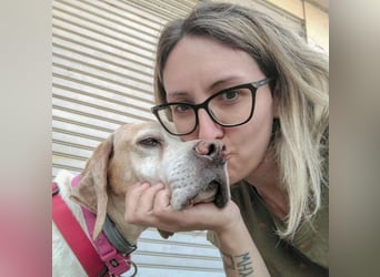 Asia - liebe, menschenbezogene Hundeomi