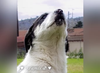 Aramis   sucht ab sofort ein Zuhause