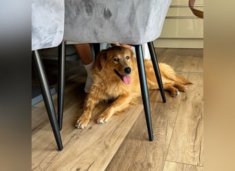 Buffy braucht ein fröhliches Zuhause