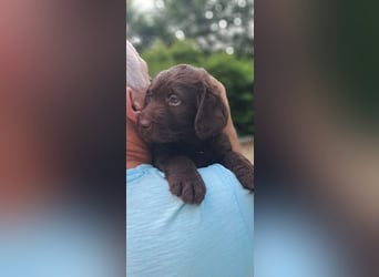 Labradoodle Welpen