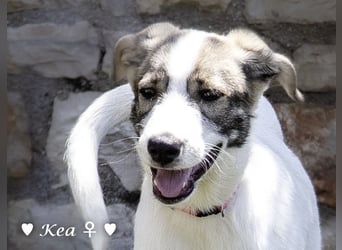 Scippy  und Kea suchen ab sofort ein Zuhause