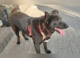 Raven - lieber Anfängerhund in Deutschland