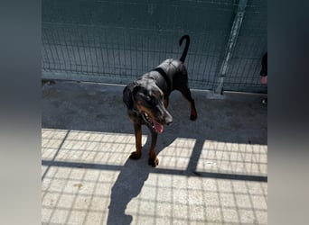 Zarter Odin sucht sein Für-Immer-Zuhause ❤️