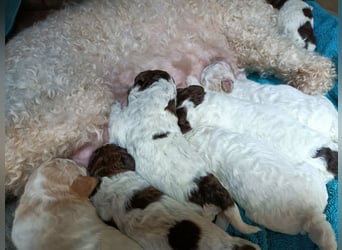 Welpen Lagotto Romagnolo