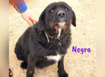 Negra 01/2018 (ESP) - sehr liebevolle, verschmuste und menschenbezogene Schnauzer-Mix Hündin!