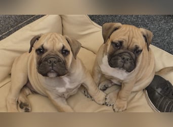 Freiatmige Bulldoggenwelpen Abgabebereit