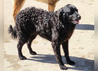 GONZALES❤️ liebenswerter, agiler und neugieriger Kroatischer Schäferhund-Mix