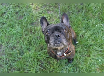 Ralfi, Franz. Bulldogge, geb. 2018, lustiger Bollerkopf sucht seinen Menschen, Einzelhund