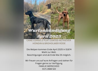 Wurf Cane Corso/Flat & Broholmer
