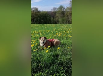 ♥ADELE♥ auf Pflegestelle bei Köln - süße kleine, noch etwas vorsichtige Hündin 41 cm