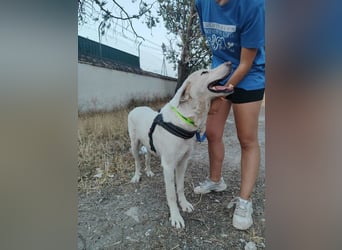 BLANCA