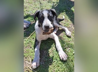 Tuffy sucht Traumzuhause!
