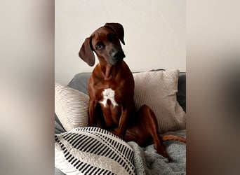 Rhodesian Ridgeback Dark Wheaten