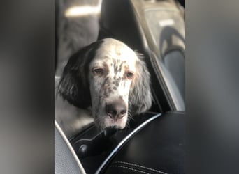 MAVERICK Hunting for Love (FCI) English Setter