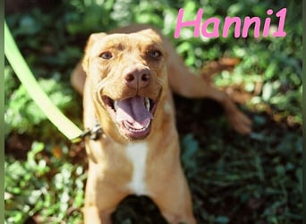 Hanni1 10/2021 (ESP) - anhängliche und gesellige Podenco-Mix Hündin, ein fröhlicher Sonnenschein!