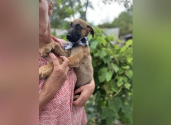 TERESE, kleiner Sausewind. Geboren ca. April 2025. Malinois-Mix-Hündin sucht aktives Zuhause
