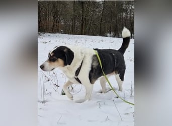 Valentino, verliert unverschuldet sein Zuhause